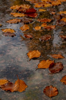 Fall raindrops falling into puddle with autumnal leaves. Hello Fall Autumn leaves float on the surface of the water. Fallen orange leaf is sailing on dark puddle. Hygge atmosphere