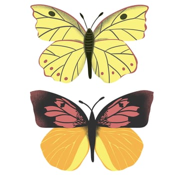 Hand drawn illustration of california dogface butterfly Zerene eurydice, state insect symbol. Biology zoology bug concept, natural meadow forest decor, yellow orange wings with spots, drawing sketch.
