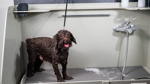 Wet brown poodle in the grooming salon.
