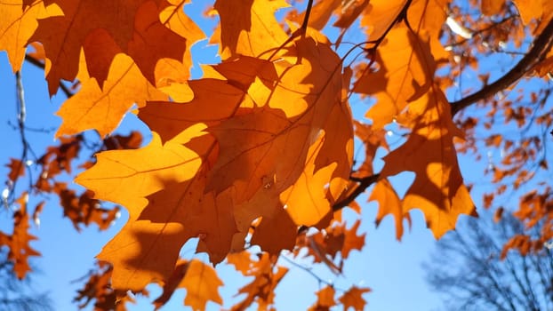 Yellow-brown oak leaves on branch swaying strong in wind on background blue sky