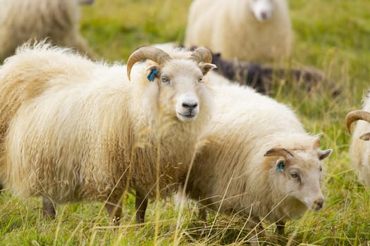 Icelandic Sheep Graze in the Mountain Meadow, Group of Domestic Animal in Pure and Clear Nature. Beautiful Icelandic Highlands. Ecologically Clean Lamb Meat and Wool Production. Scenic Area