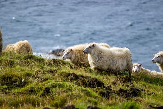 Icelandic sheep graze in the meadow near Ocean, Group of domestic animal in pure north nature.