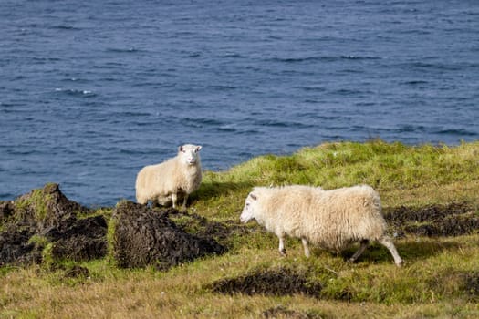 Icelandic Sheep Graze in the Mountain Meadow near Ocean Coastline in Iceland