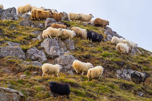 Icelandic Sheep Graze in the Mountain Meadow, Group of Domestic Animal in Pure and Clear Nature. Beautiful Icelandic Highlands. Ecologically Clean Lamb Meat and Wool Production. Scenic Area