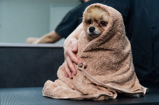 A woman wipes a Pomeranian with a beige towel after washing. Spitz dog in the grooming salon.