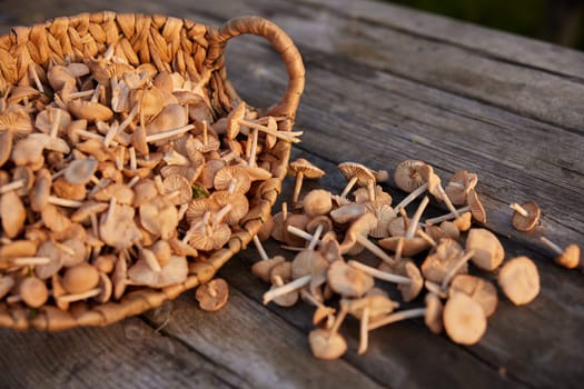 macro photo of mushrooms collected in a basket