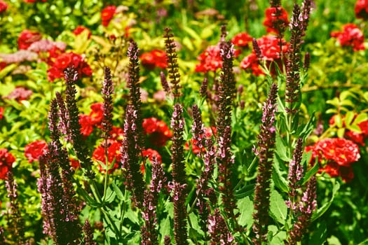 Pink red sage salvia flowers and roses among many garden plants, green grass
