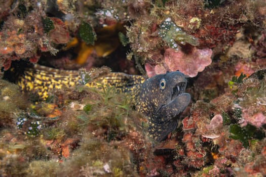 Muray eel lurking out of its hole