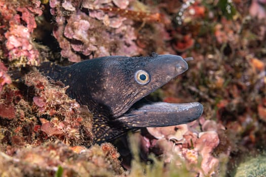 Muray eel lurking out of its hole