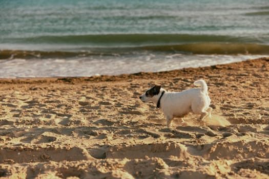a small, cute, bright dog runs in the summer along the beach in the rays of the bright sun