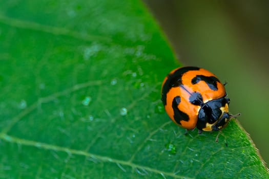 A red ladybug species Coccinella Transversalis on a green leaf in the forest.