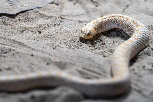 Texas hog-nosed snake, Heterodon nasicus