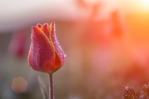 Wild tulip shrering at dawn in a field, bud covered with droplets of dew, close up. Space for text.