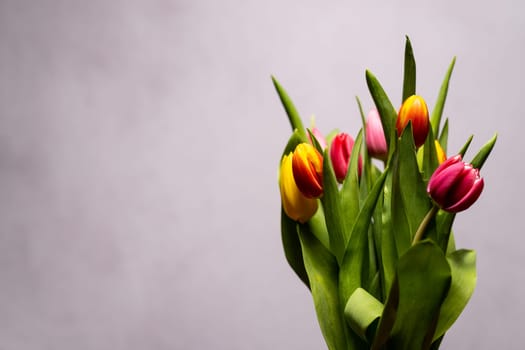 Frontal shot of tulips
