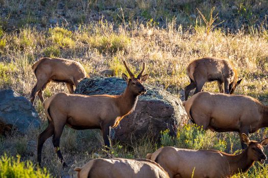 Wild Elks in Yellowstone