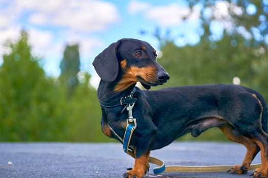 Adult healthy cute dachshund dog walking in summer park