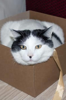 White fat cat sitting in a box