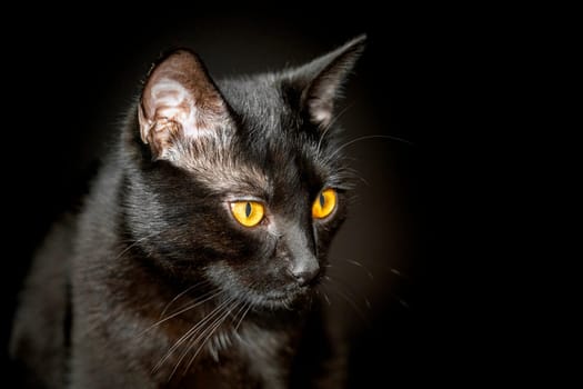 portrait of a black cat on a black background