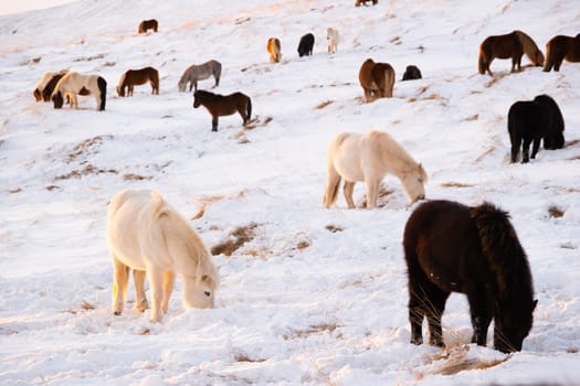 Icelandic Horses In Winter, Rural Animals, Snow Covered Meadow in Iceland