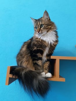 Cat on a wooden shelf close-up