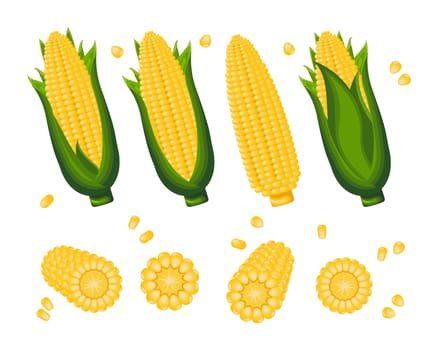 Set of sweet corn, corn on the cob and corn grains on a white background. Agriculture icons