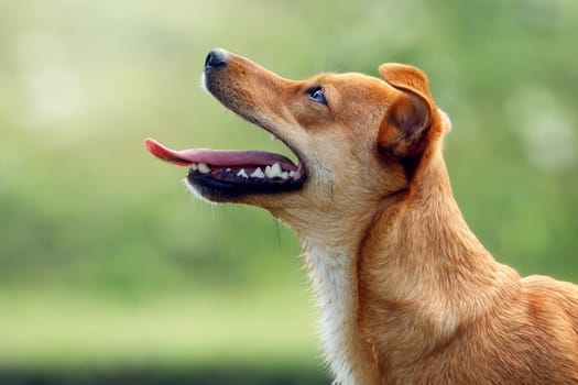 Portrait of a beautiful orange puppy from a profile on a green background