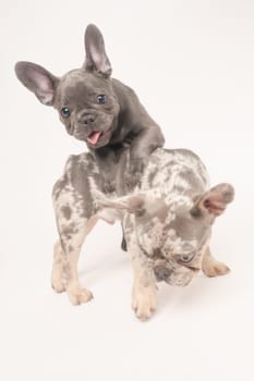 Pair of a playful French bulldog on a white background in the studio