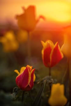 Wild tulip flowers at sunset, natural seasonal background. Multi