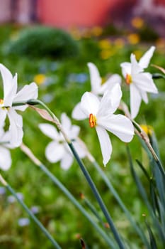 White daffodil flowers and green leaves closeup