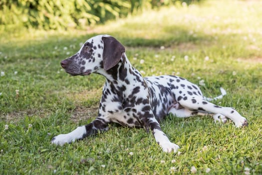 Summer portrait of cute dalmatian dog with brown spots. Smiling purebred dalmatian pet from 101 dalmatian, Cruella movie.dog lies outdoors on lawn on sunny summer