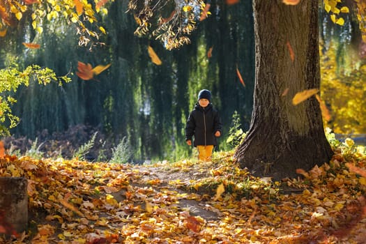A little boy in the fall, with leaves falling, on a sunny day in a city park near a big maple