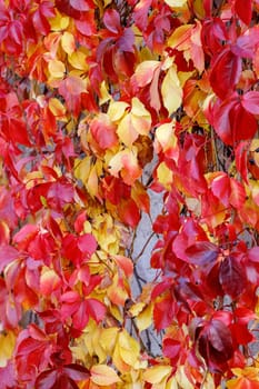 Red-yellow leaves of autumnal climbing plant. Parthenocissus species