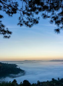 Frame of pine tree leaves The background is the morning mist at Khao Kho, Phetchabun Province.