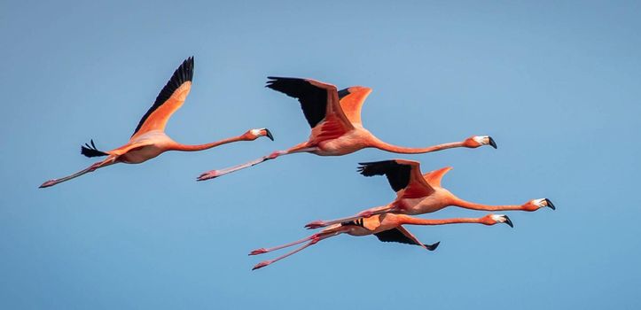 Beautiful and Breathtaking wildlife in Cuba