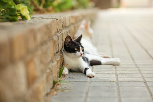 Black and white stray cat laying on the pavement next to bricks curb.