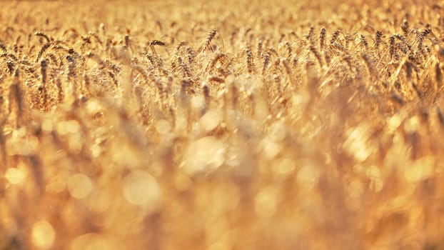Shallow depth of field - wheat field lit by golden afternoon sun, nice blurred bokeh in foreground / space for text in lower part. Abstract harvest background.