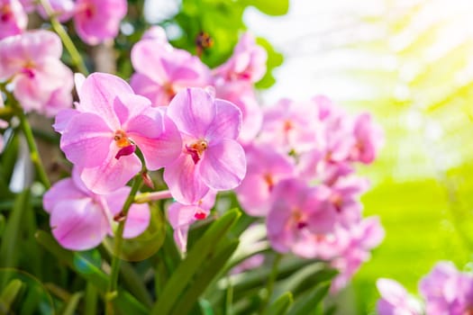 Close up of pink orchids with sunlight.