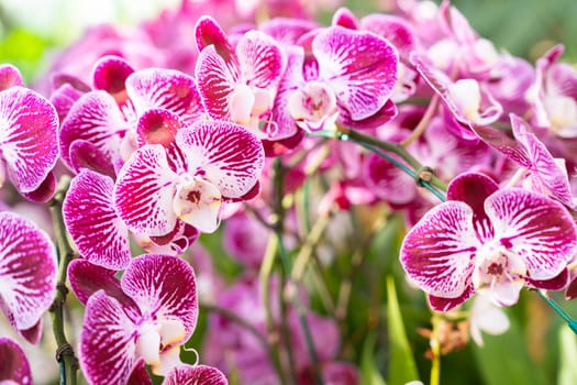 The Flowers beautiful purple orchid phalaenopsis.