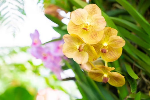 Close up Phalaenopsis Orchid Flower, Bokeh Green Leaves.