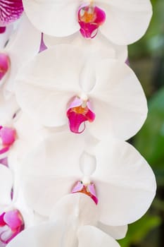 The White Phalaenopsis orchid flowers on a background of leaves.