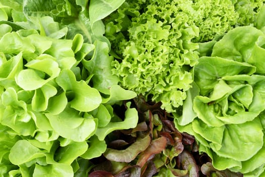 The texture of green oak lettuce organic vegetable with salad vegetable as a background, Top view.