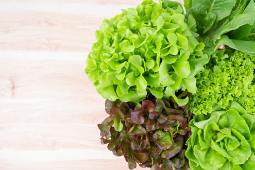 The Group of Hydroponic vegetables on wooden background. Green butter head, Red Oak, Green Oak, Green coral and Green cos Lettuce.