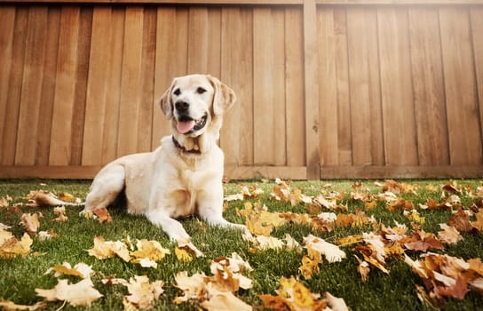 Hell soon become your best furry friend. a cute labrador sitting amongst fallen leaves on the grass outdoors.