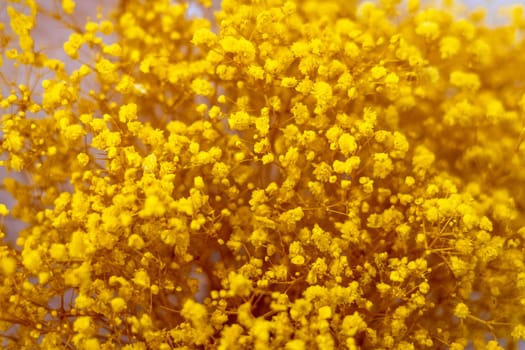 A close up of a plant with yellow flowers