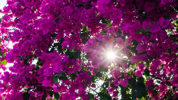 Bougainvillea flowers in the sunlight rays of the sun through foliage petals pink dawn