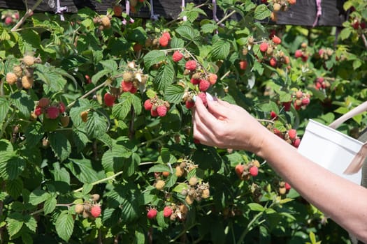 yung woman picks ripe raspberries in a basket, summer harvest of berries