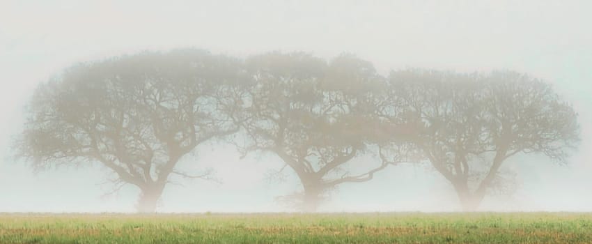 Oak trees in the mist