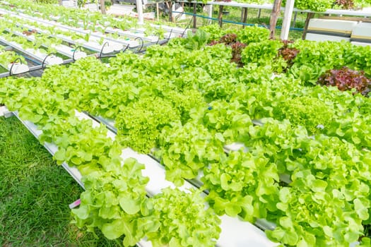 The Cultivation hydroponics green vegetable in farm