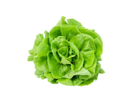 The Butterhead lettuce isolated on white with clipping path.