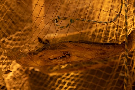 stingray caught in a fishing net as an example of net fishing